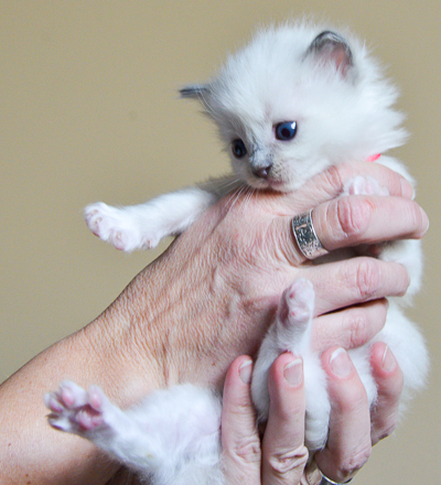 ragdoll kitten